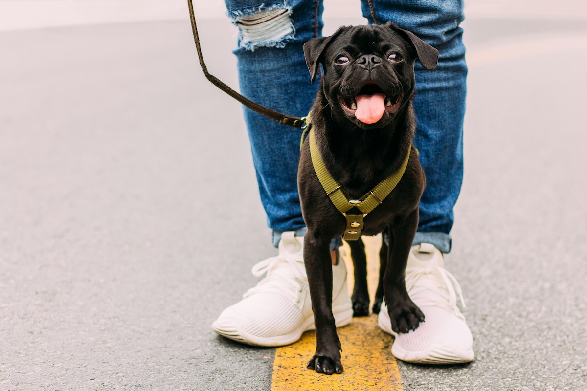 Walking Your Dog During ‘Danger Hours’ Could Spell Disaster